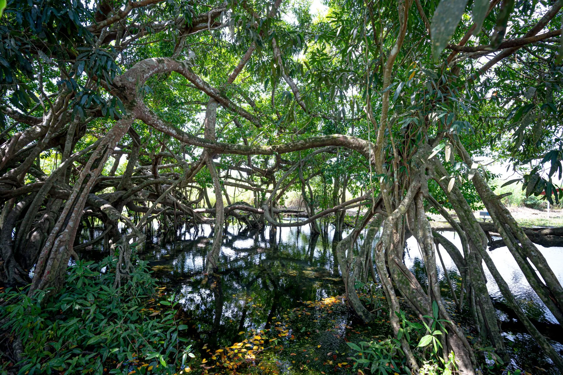 Chau Doc et la forêt de Tra Su : le delta autrement